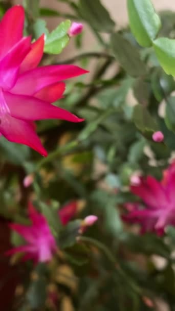 Élénk Piros Poinsettia Növény Türkiz Kék Úszómedence Vízesés Bambusz Háttérben — Stock videók