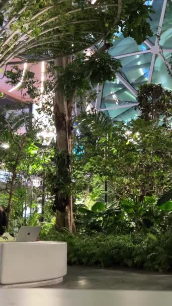 Doha Katar Garten Mit Tropischen Pflanzen Hamad International Airport Doha — Stockvideo