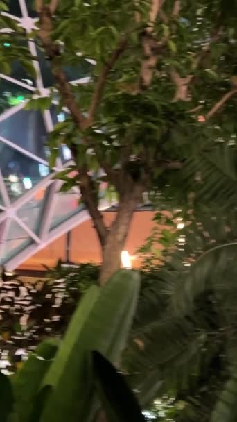 Doha Qatar Tuin Met Tropische Planten Hamad International Airport Doha — Stockvideo