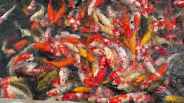 豪華なカープやコイ魚 自宅の池で美しい魚 高品質の4K映像 — ストック動画
