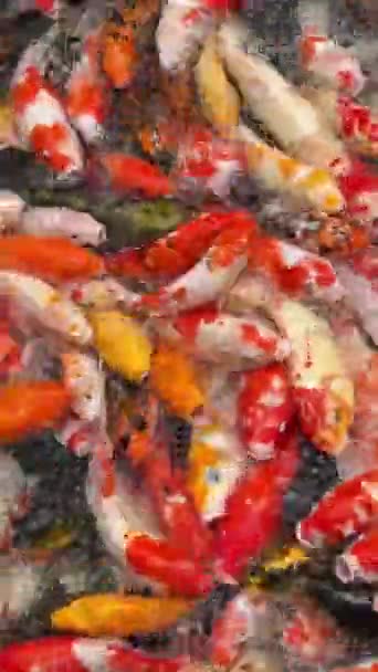 Lust Auf Karpfen Oder Koi Fische Schöne Fische Heimischen Teich — Stockvideo