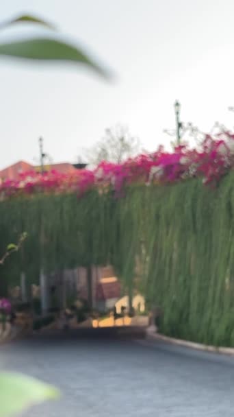 越南府口岛上的日落镇 快速开发的欧洲城市副本 令人惊奇的未来度假胜地景江道粉红花边路 — 图库视频影像