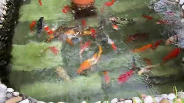 Koi Fische Schwimmen Teich Rote Fische Genießen Das Leben Einem — Stockvideo