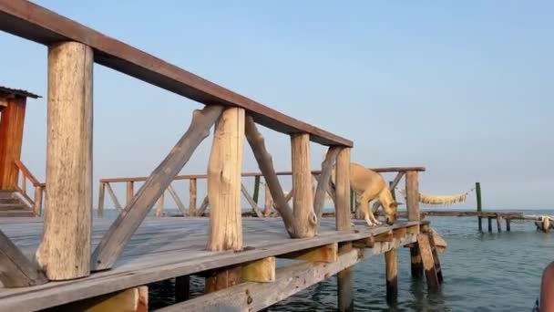 Рибальський Будинок Індійському Океані Рибальський Човен Ловить Рибну Ферму Єтнам — стокове відео