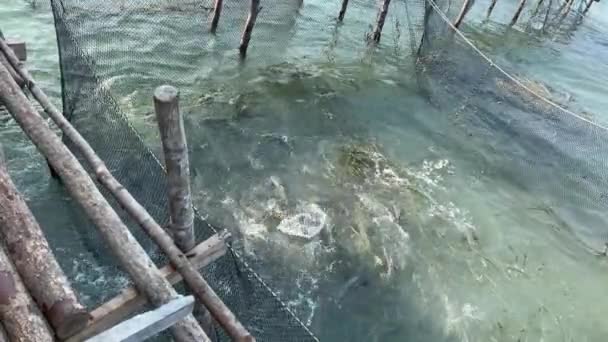 Rybářský Dům Indickém Oceánu Rybářský Člun Úlovek Rostou Ryby Farma — Stock video