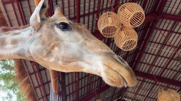 Vietnam Phu Quoc Grand World Safari Hand Slår Giraff Restaurang — Stockvideo