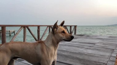 Tahta bir iskelede Vietnamlı bir köpek sahibini bekliyor, denizin, okyanusun ve nehrin arka planına bakıyor. ve deniz evi..