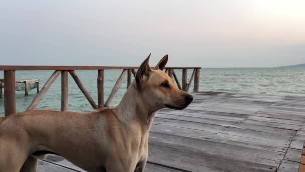 Ένα Βιετναμέζικο Σκυλί Μια Ξύλινη Προβλήτα Περιμένει Τον Ιδιοκτήτη Του — Αρχείο Βίντεο