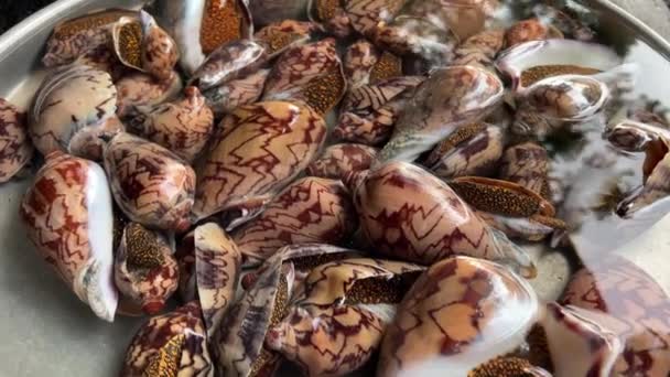 ベトナムのクラム貝は ドットの美しい貝で販売するための水の市場で貝を閉じます 高品質の4K映像 — ストック動画
