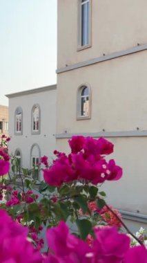 Phu Quoc adasındaki günbatımı kasabası, Vietnam. Hızlı gelişen Avrupa kopyası. Harika bir tatil köyü. Bej bir binanın arka planında Kien Giang Eyaleti Pembe çiçekleri