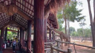 Zürafalar ile iletişim merkezi turizm merkezi Büyük Dünya Safari restoranı. Hayvanları besleyen insanlar. Çocukları besleyen çocuklar. Vietnam Phu Quoc Adası 03.15.2024