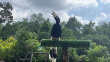Büyük gagalı bir kuş şovu. Çiğ için safari, Vietnam 'da öküz değil. Phu Quoc Adası Grand World Safari Büyük Boynuz gagalı Portresi.