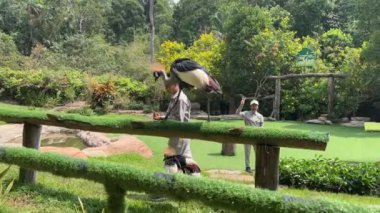 Kuş gösterisi. Çiğ için safari, Vietnam 'da öküz değil. Phu Quoc Adası Grand World Safari 03.15.2024.