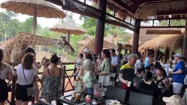 Kontakt Centrum Turystycznym Grand World Safari Restauracja Żyrafami Ludzie Karmienie — Wideo stockowe