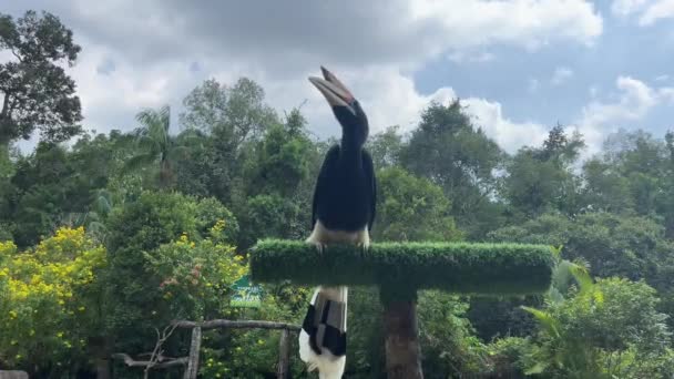 Bird Big Beak Bird Show Safari Raw Birds Yaks Perform — Stock Video
