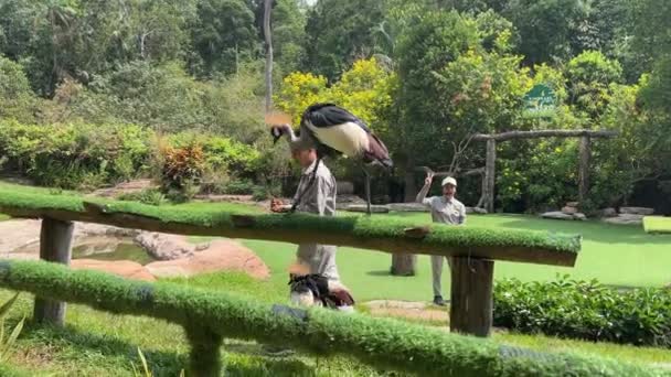 Bird Show Safari Raw Birds Yaks Perform Park Vietnam Phu — Stock Video