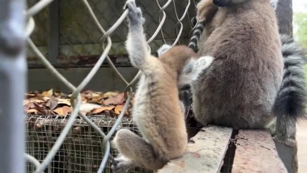 Närbild Baby Ring Tailed Lemur Klättra Runt Buske Högkvalitativ Film — Stockvideo
