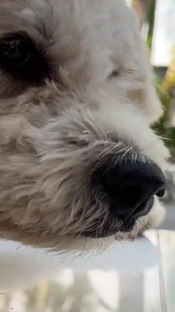 Λυπηρό Σκυλί Κάθεται Στη Βεράντα Κεφάλι Του Στις Πατούσες Κουνώντας — Αρχείο Βίντεο