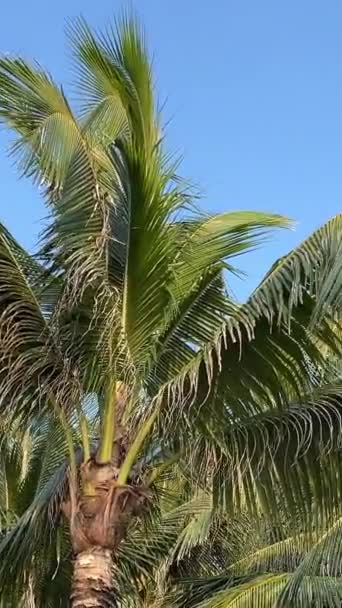 Райські Пляжі Пляжу Фукуока Пхукуок Сонасеа Палм Дерева Море Захід — стокове відео