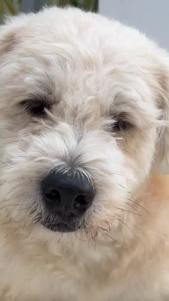 Triste Perro Sentado Porche Con Cabeza Las Patas Agitando Las — Vídeos de Stock