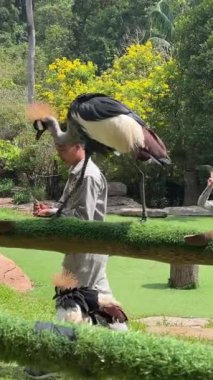 Kuş gösterisi. Çiğ için safari, Vietnam 'da öküz değil. Phu Quoc Adası Grand World Safari 03.15.2024.