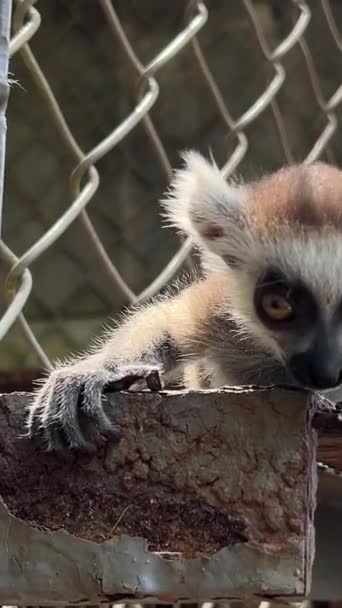 Lamur Ziewa Siedząc Kratkach Dwoje Młodych Zwierząt Mama Tata Lemur — Wideo stockowe