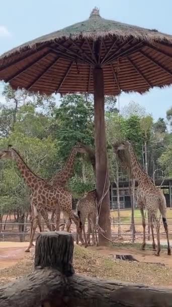 Kontaktcenter Turistmål Grand World Safari Restaurang Med Giraffer Människor Mata — Stockvideo