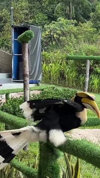 Velká Hornbill Portrét Ptačí Show Safari Pro Syrové Ptáci Jakové — Stock video