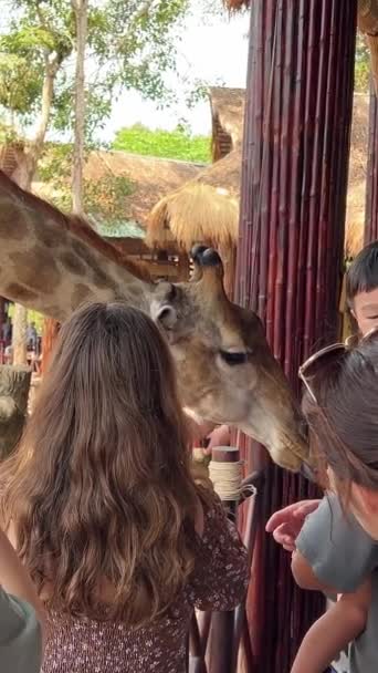联络中心旅游目的地大世界Safari餐馆 有长颈鹿和喂养动物的人 他们与家人一起在越南的Phu Quoc岛吃饭 — 图库视频影像