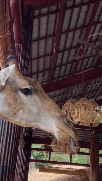 Kontaktzentrum Touristenziel Grand World Safari Restaurant Mit Giraffen Menschen Füttern — Stockvideo