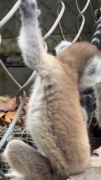 Vista Perto Lémure Cauda Anelada Subir Redor Arbusto Imagens Alta — Vídeo de Stock