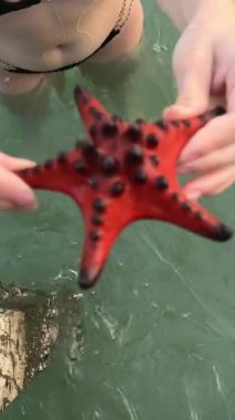 Tropikal suyun üzerinde uzanan ve deniz hayatı ve eko turizmi sembolize eden kumlu sahil arka planına sahip bir insanın üzerinde dinç kırmızı bir denizyıldızının üzerini kapatın. Yüksek kalite 4k görüntü