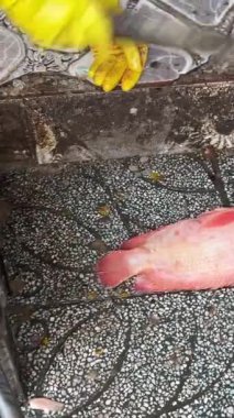 Havari Peter İsa 'nın Tilapia balığı Vietnam pazarında balık tutar satıcı balığı sersemletir ve temizler. 