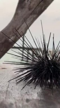 Tahta üzerinde bir deniz kestanesi denize doğru sürünür.