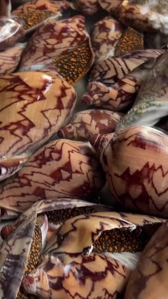 蛤蟆壳在越南市场上的水上卖着一个圆点漂亮的壳 很多蜗牛都关门了 高质量的4K镜头 — 图库视频影像