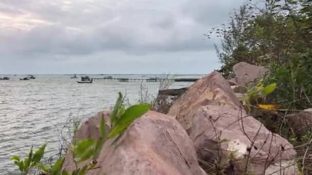 Φοίνικες Φυτεύουν Χορτάρι Βιετνάμ Phu Quoc Νησί Του Ποταμού Εγκαταλελειμμένη — Αρχείο Βίντεο