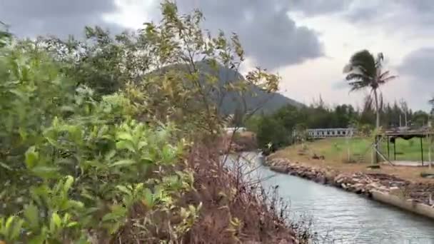 パームツリー 海洋植物は草を植えます ベトナムフーコック島の川は 新しい建物のための手つかずの自然の場所を放棄しました — ストック動画
