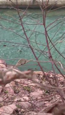 Palmiye ağaçları, okyanus çimen yetiştirir. Vietnam Phu Quoc Adası Nehir Bölgesi yeni bir bina için el değmemiş doğa bölgesi