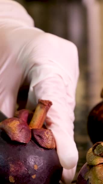 Mãos Enluvadas Cortar Frutas Frescas Limpas Mangostão Casca Roxa Faca — Vídeo de Stock
