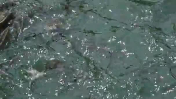 Μεγάλο Κοπάδι Κολυμπά Αργά Και Ήρεμα Στα Όμορφα Γαλαζοπράσινα Νερά — Αρχείο Βίντεο