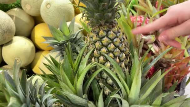 Ananasplantage Met Rijp Groeiende Ananassen Sluiten Hoge Kwaliteit Beeldmateriaal — Stockvideo