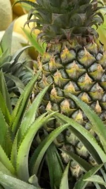Ananas tarlasında olgun ananas yetişiyor. Yüksek kalite 4k görüntü
