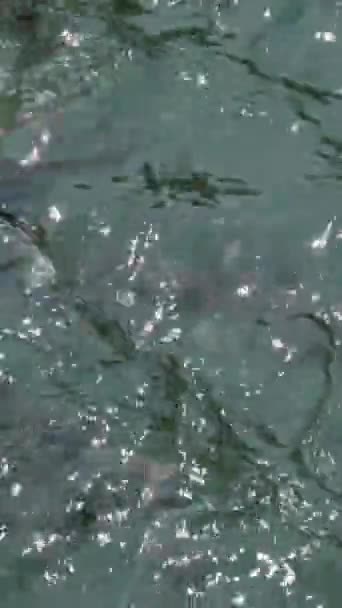 Grande Rebanho Nada Lenta Calmamente Bela Água Azul Turquesa Peixes — Vídeo de Stock