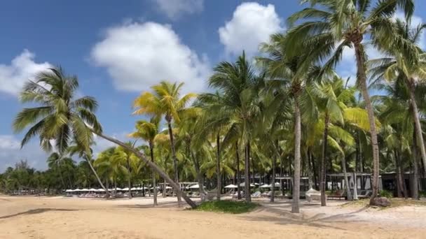 ジャマイカパラダイス島のヤシの木とターコイズ海と美しい砂浜 夏休みの背景 晴れた熱帯パラダイス白い砂浜 ランドスケープ 夏のコンセプト — ストック動画