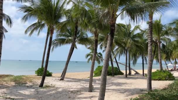 Όμορφη Αμμώδης Παραλία Φοίνικες Και Τυρκουάζ Θάλασσα Στην Τζαμάικα Paradise — Αρχείο Βίντεο