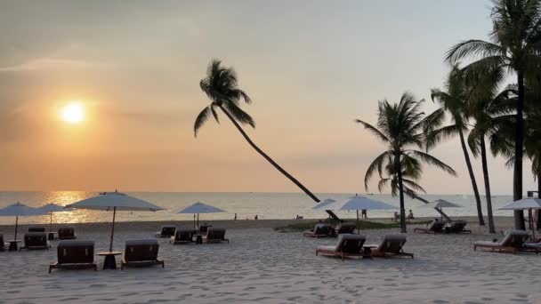 Paradise Beaches Phu Quoc Sonasea Beach Palm Trees Sea Sunset — Stock Video