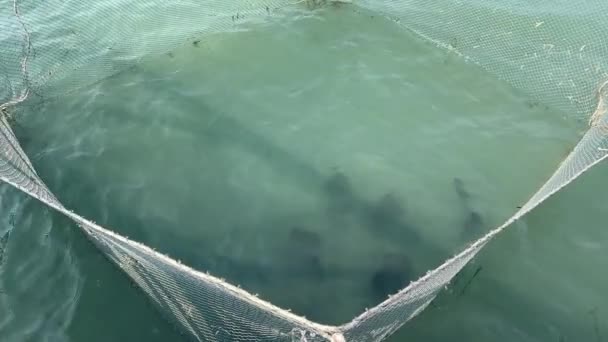 Rybacy Farmie Rybackiej Pracują Pod Palącym Słońcem Oceanie Indyjskim Wietnamie — Wideo stockowe
