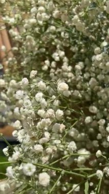 Alyssum beyaz çiçekler bir buket girdap arka planında 