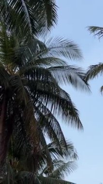 Palmiye ağaçları el değmemiş doğa ve çöpler kıyıya vurmuştu. Vietnam phu Quoc adası. Vietnam 'daki fakir hayatın güzelliği ve kiri. Hint Okyanusu 'nda balıkçı tekneleri