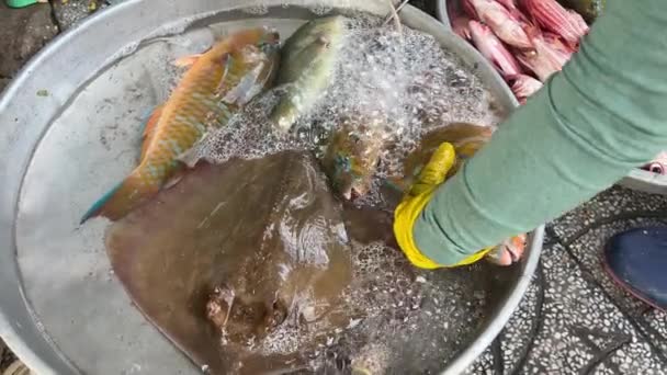 Femeia Care Taie Pești Mici Îndreaptă Tablă Rotundă Lemn Pământ — Videoclip de stoc